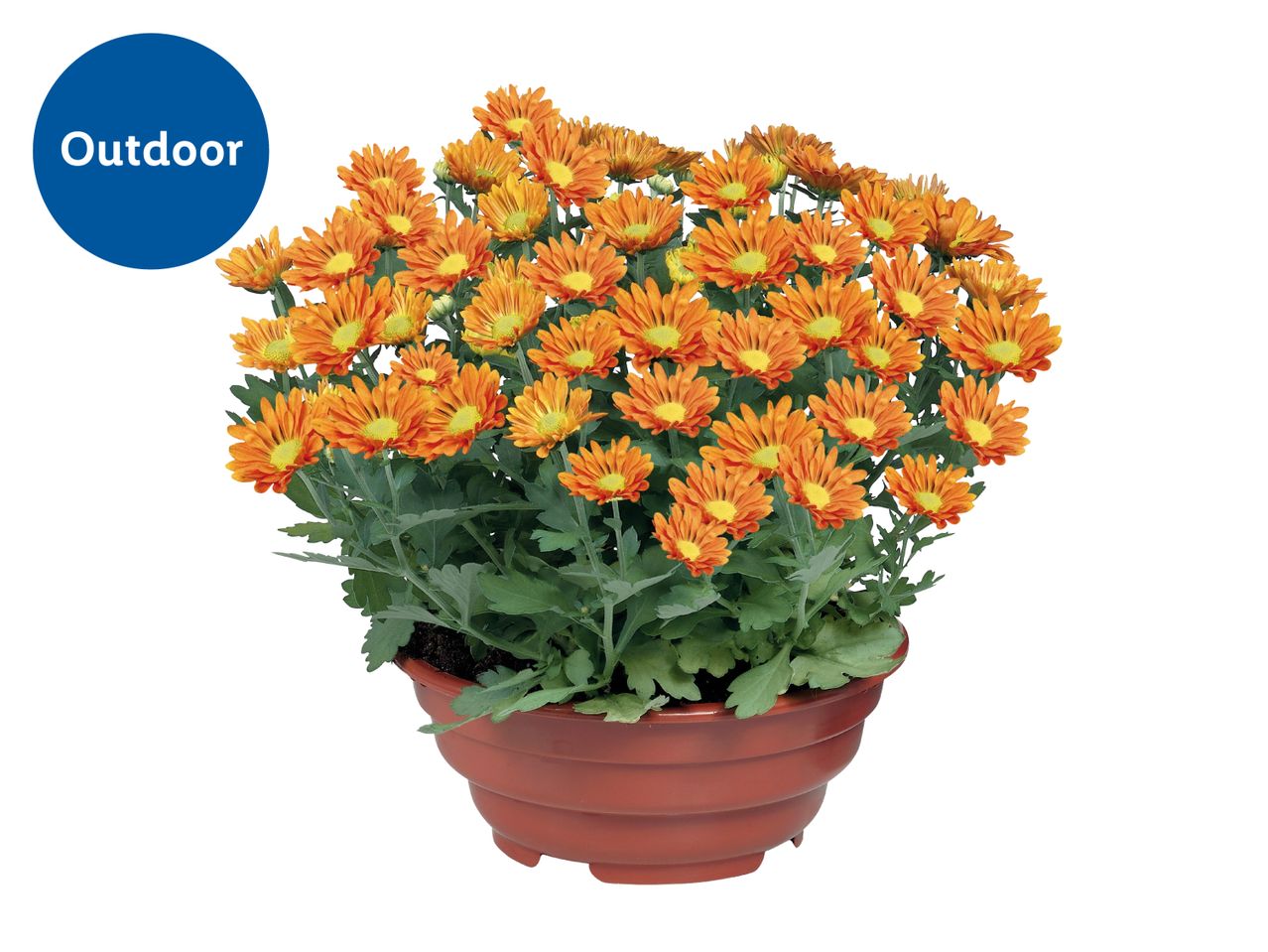 Potted orange chrysanthemums for outdoor use.