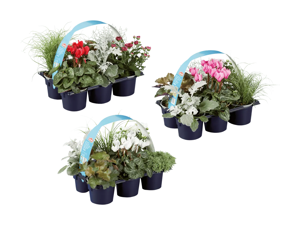 Drei Tabletts mit Grandiol-Pflanzen, darunter Alpenveilchen, Chrysanthemen und andere Outdoor-Pflanzen.