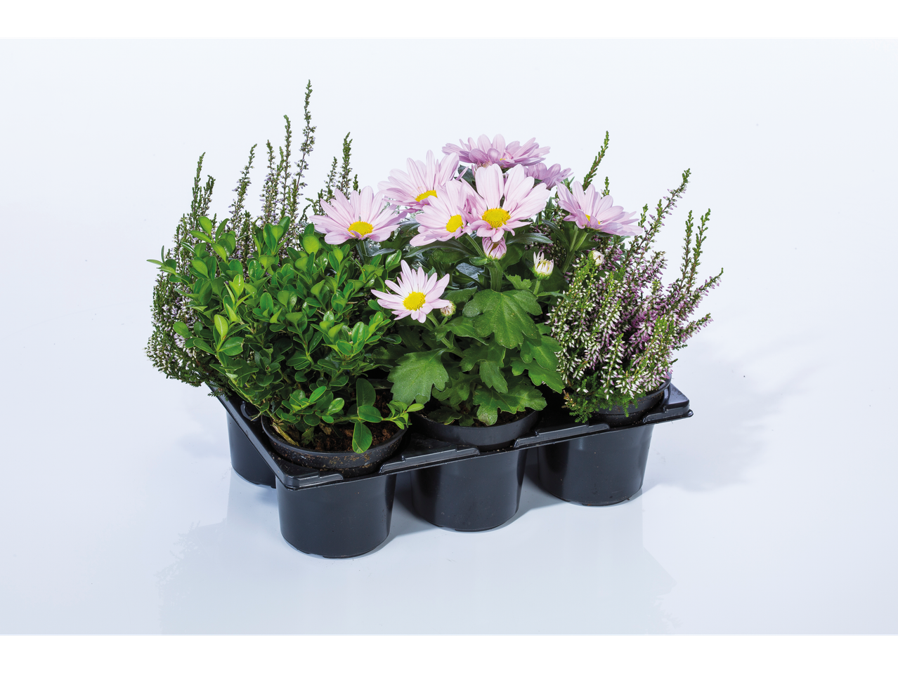 Roze chrysanten, heide en buxus in een zwarte pottenbak.