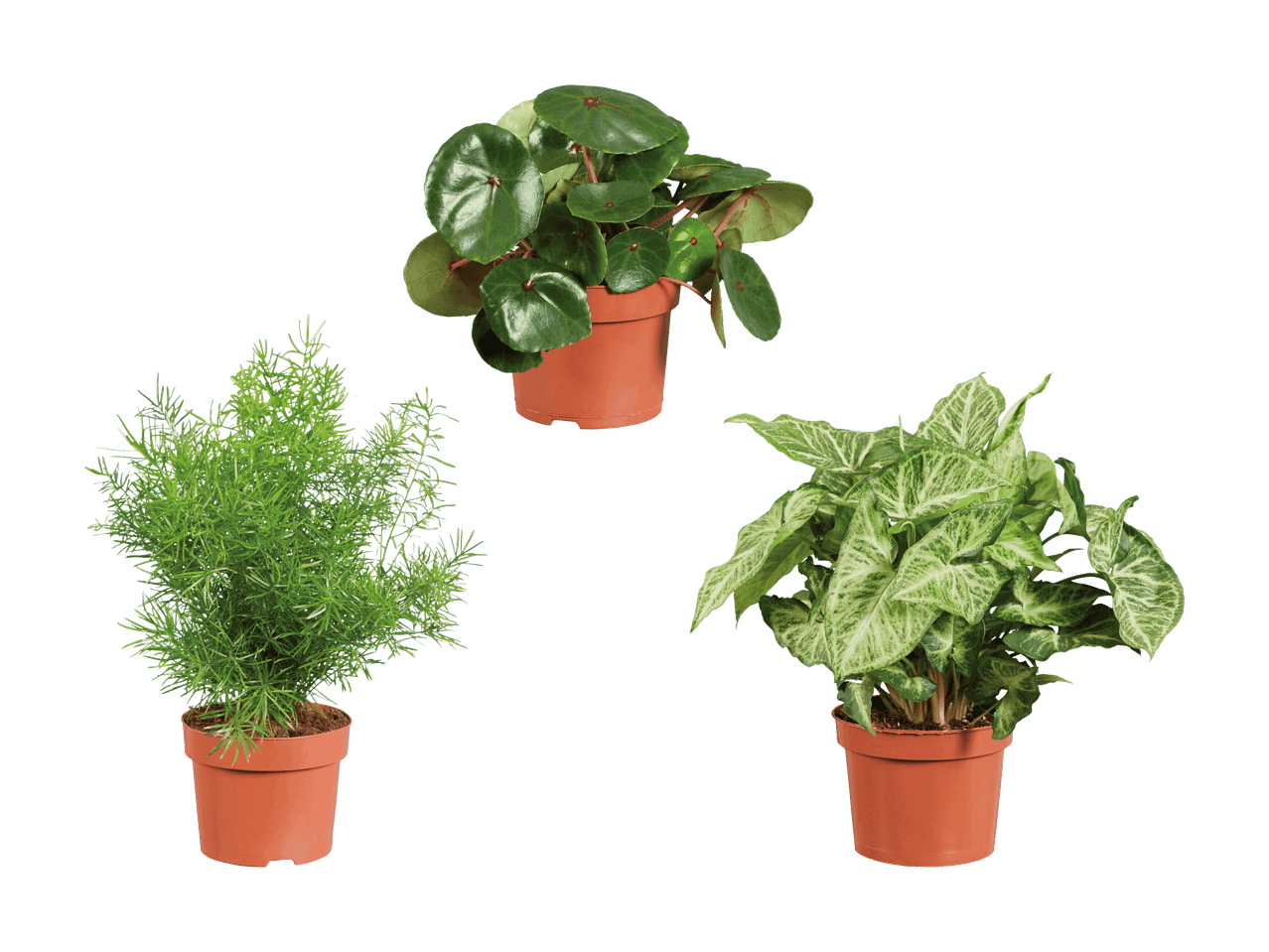 Trois plantes en pot : une fougère asperge, un bégonia et un syngonium.