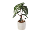Alocasia in een lichte pot.