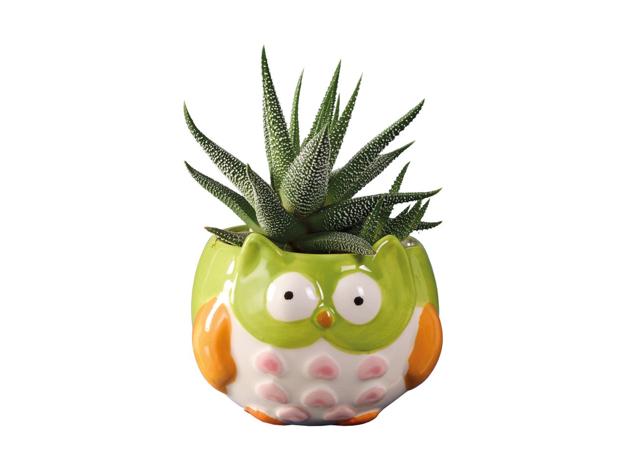 Adorable green owl-shaped ceramic planter with air plant.