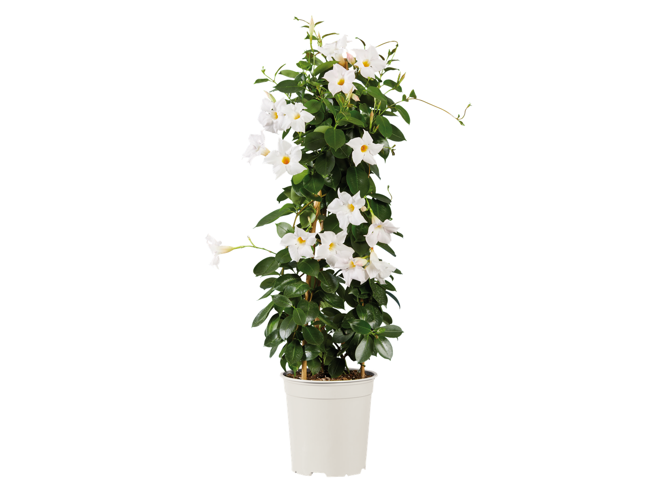 Piramide dipladenia met witte bloemen in een plastic pot