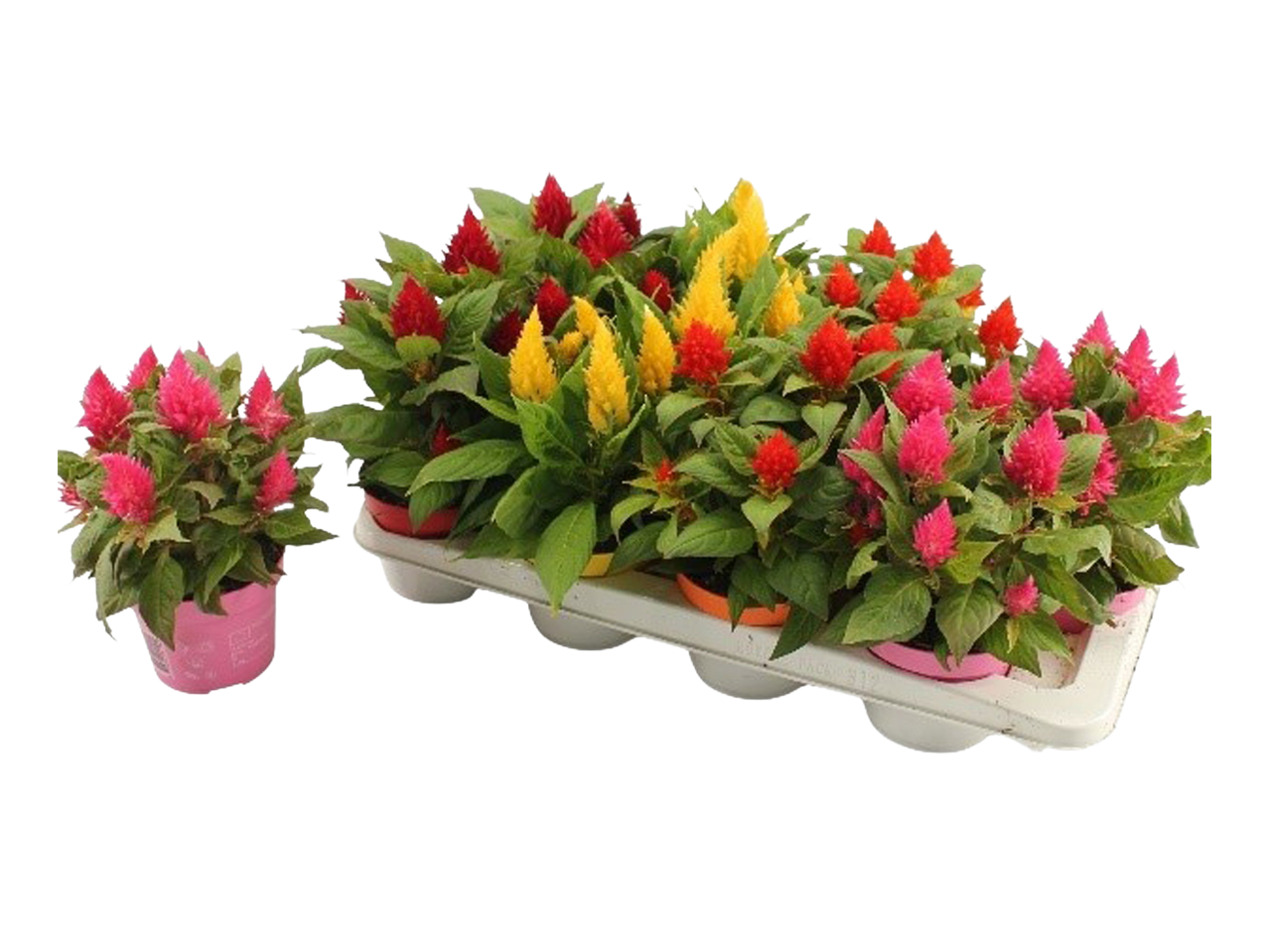 Celosia Kelos Fire Mix in red, yellow, and pink pots on a white tray.
