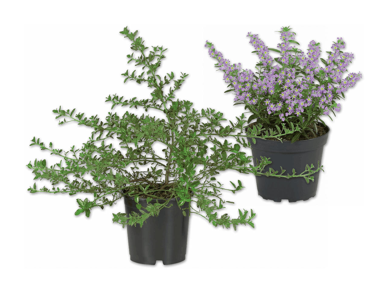 Zwei Topfpflanzen, eine mit grünen Blättern und die andere mit lila Blüten.