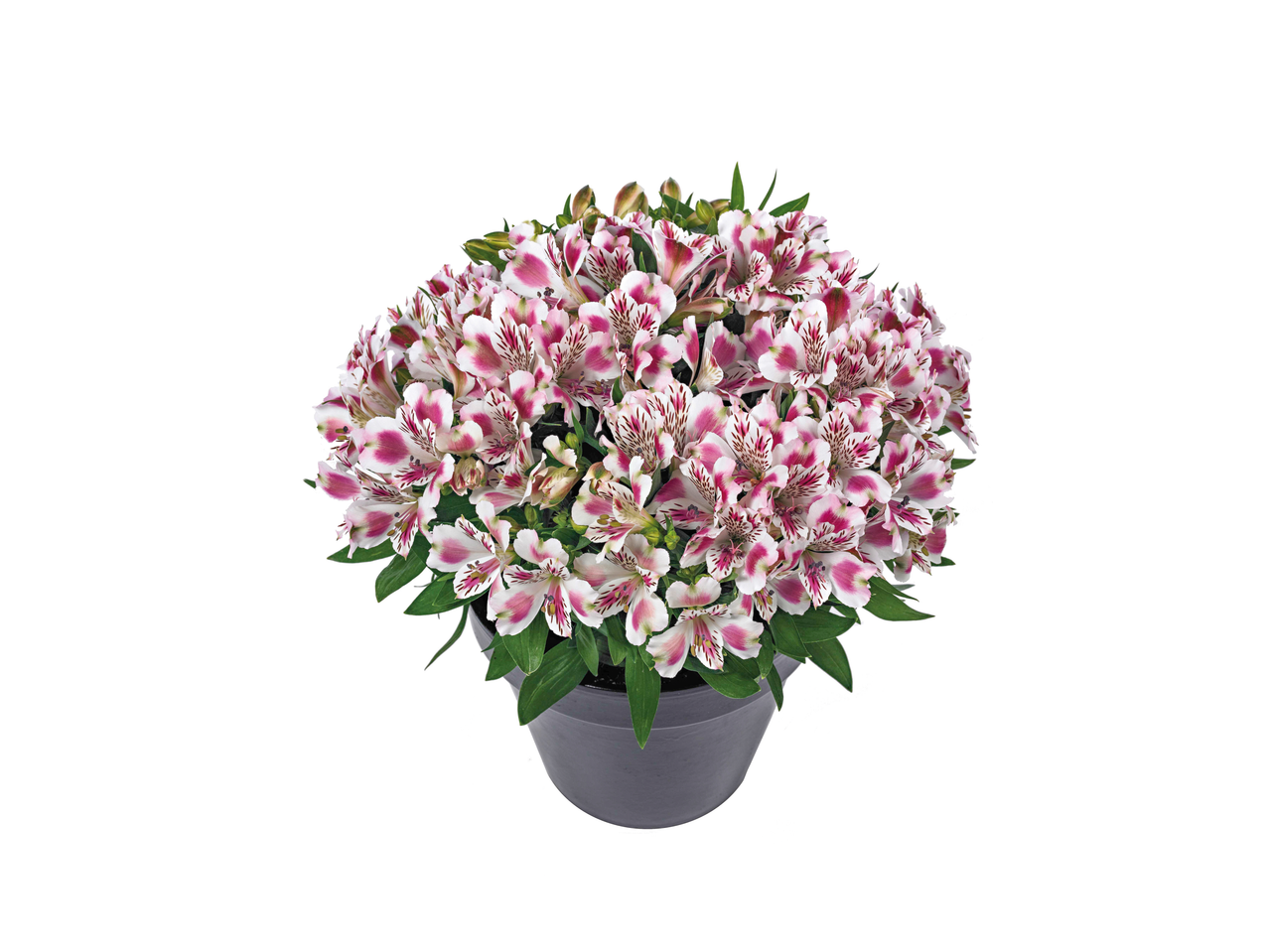 Potted alstroemeria plant with white and pink flowers, and green leaves.