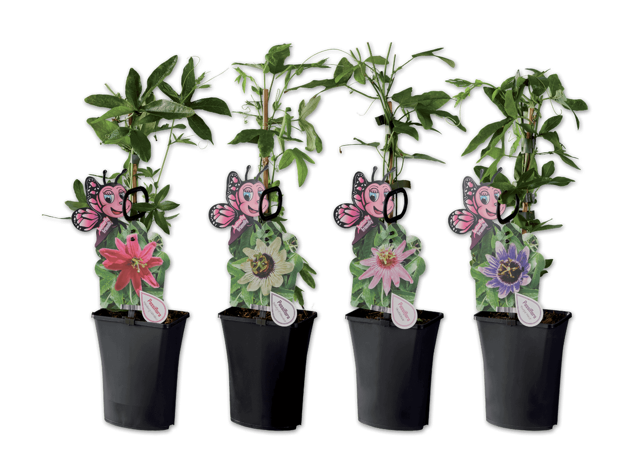 Vier Passionsblumen in Töpfen mit Schmetterlings-Etiketten und verschiedenen Blütenfarben.