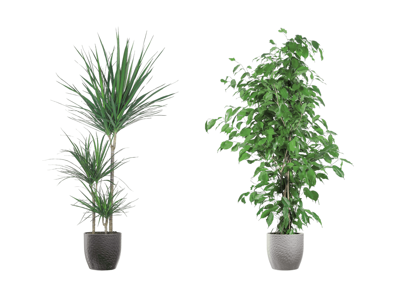 Zwei Topfpflanzen, eine Dracaena mit langen Blättern und ein Ficus mit ovalen Blättern.