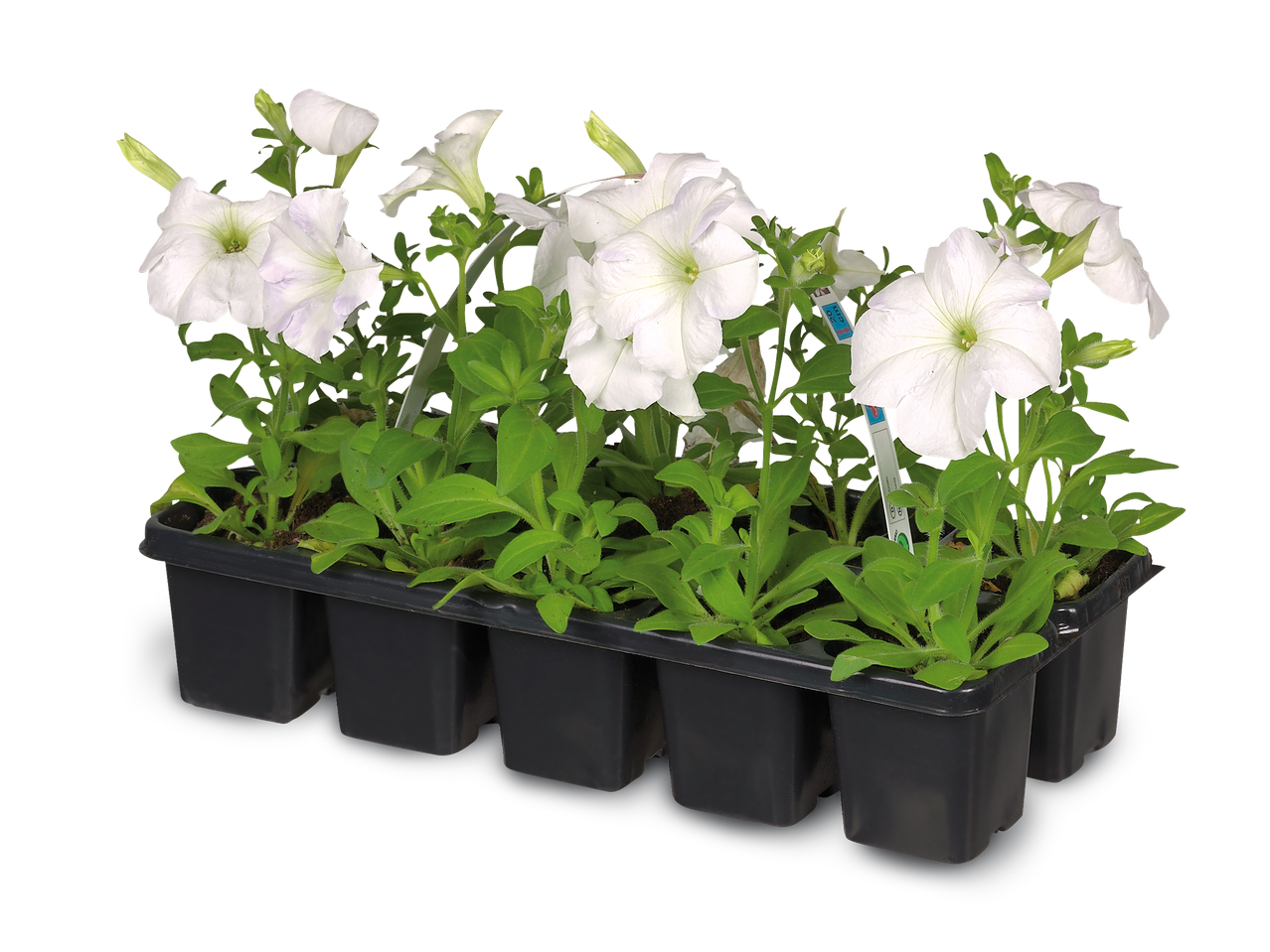 Witte petunia's in een zwarte plantenbak