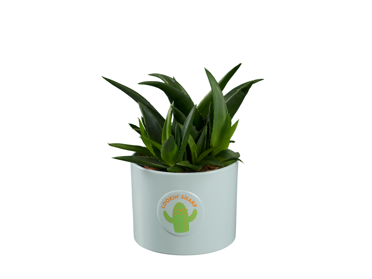 Plante d'aloe vera dans un pot décoré de façon amusante.
