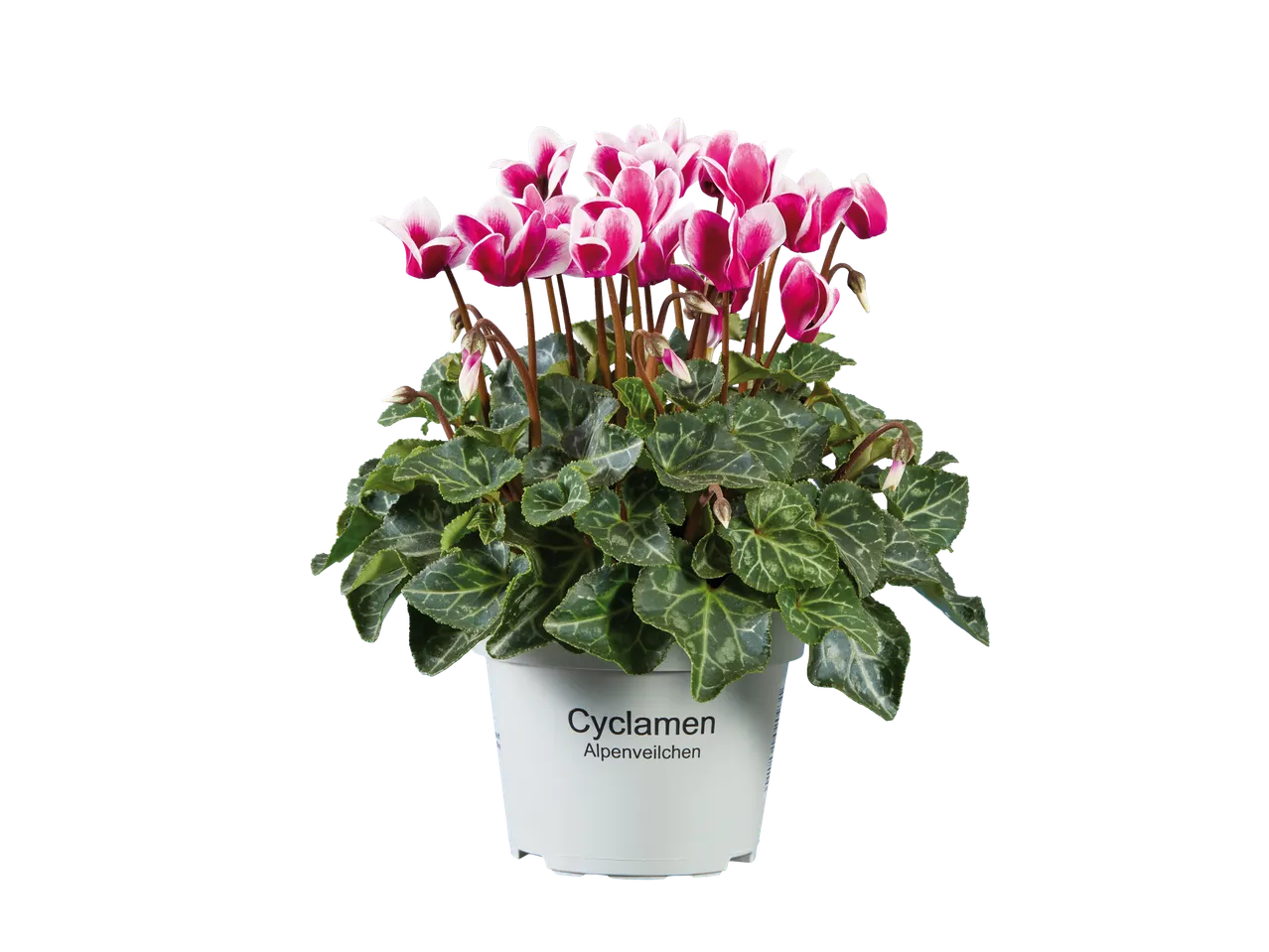 Cyclamen in een witte pot.