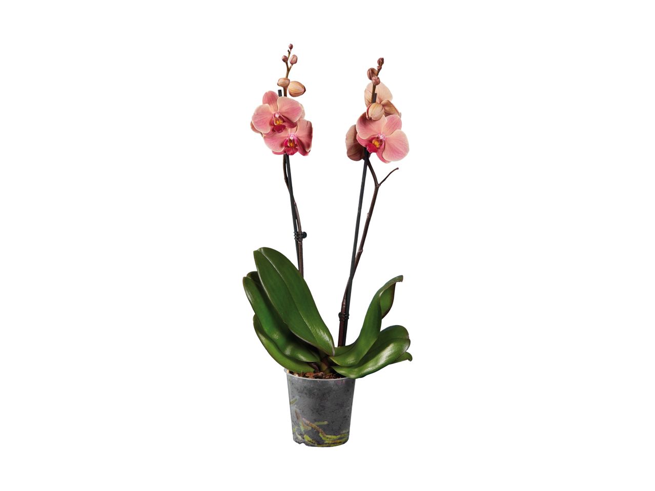 En smuk, lyserød phalaenopsis orkide i en plastikpotte.