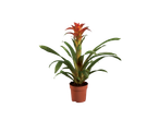 Planta de bromélia em vaso.