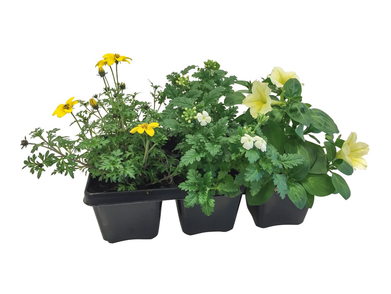 Three pots of flowering plants: yellow bidens, white verbena, and light yellow petunias.