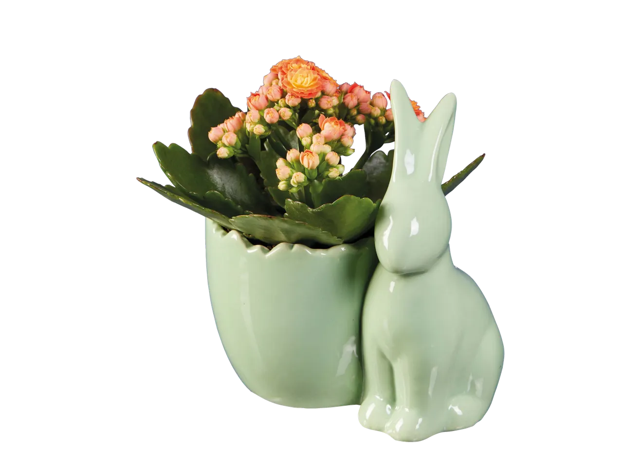 Easter ceramic bunny plant pot with orange Kalanchoe flowers.
