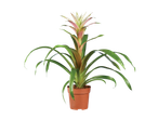 Planta em vaso: Bromélia com folhas verdes e flores rosas.