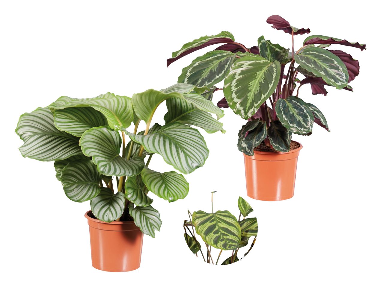 Trije lončki z rastlinami Calathea, različnih barv in vzorcev listov.