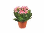 Un kalanchoé rose en pot.
