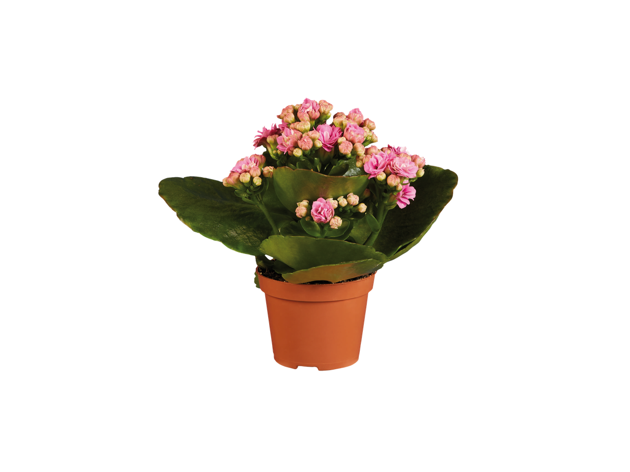 Planta em vaso com flores rosas.