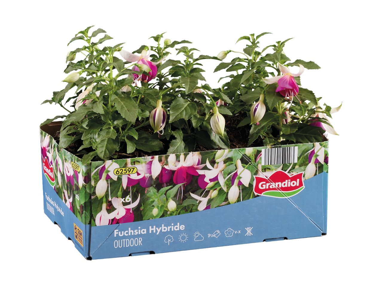 Fuchsia hybride udendørsplanter i en papbakke med 6 planter.