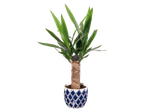 Yucca plant in a blue and white pot.