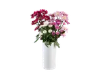 Ramo de crisântemos lavanda, brancos e rosa num vaso branco.