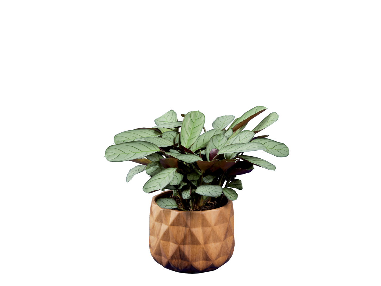 Uma planta Calathea em um vaso geométrico marrom.