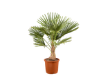 Palmboom in bruine pot op zwarte achtergrond.