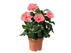 Potted hibiscus plant with vibrant pink flowers and dark green leaves.