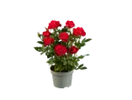 Een pot met rode rozen.