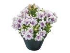 Alstroemeria in pot: witte en paarse bloemen.