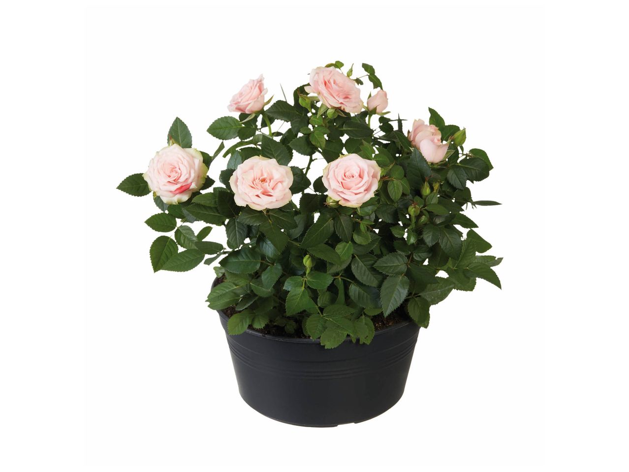 Rosier en pot rose pâle.