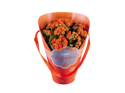 Korallvirág ajándék csomagolásban*