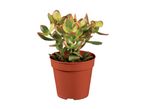 Jade plant in a terracotta pot.