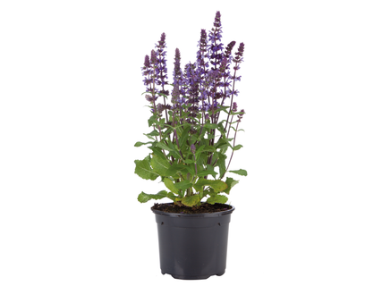 Zomerplanten-mix