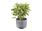 A potted variegated Ficus benjamina plant with green and white leaves in a gray pot.