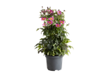 Pot-herfstanemoon met levendige roze bloemen en groen blad