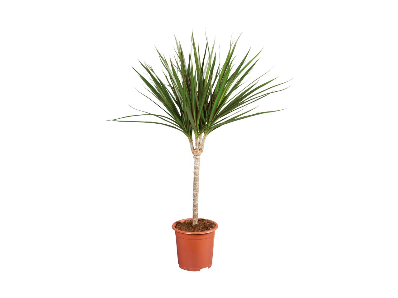 Medium Houseplant | Lidl