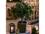 Bay tree with fairy lights, lanterns, and a small evergreen plant on a porch.