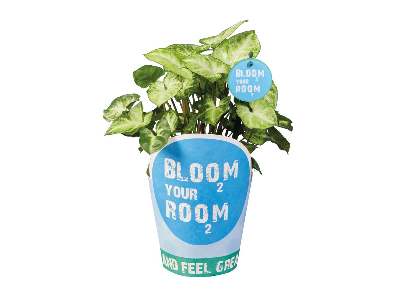 Potted houseplant with green and white leaves, in a blue and green pot with text.