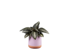 Planta em um vaso lilás.