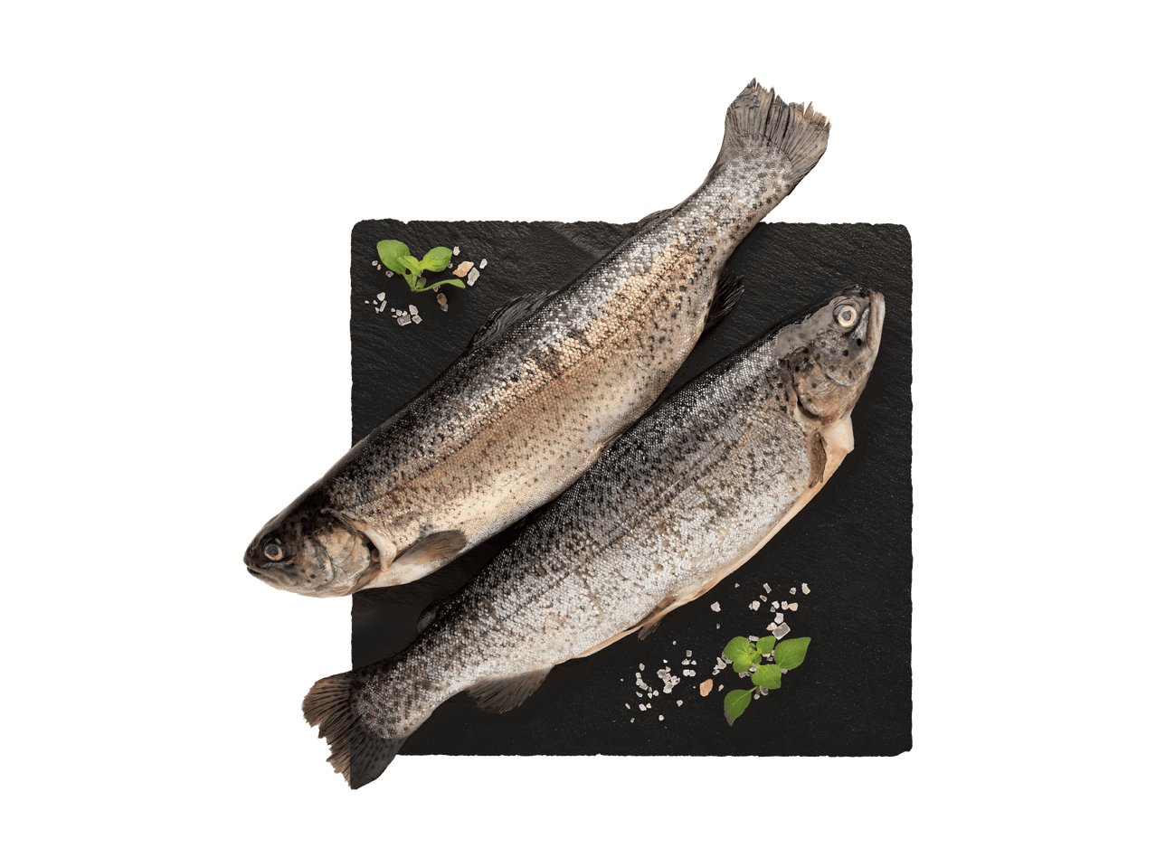 Zwei frische Forellen auf einer schwarzen Schieferplatte mit Kräutern und Salz