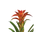 Bromélia laranja vibrante com folhas verdes.