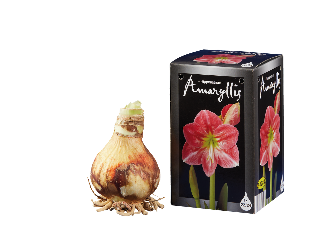 Amaryllisbol en verpakking met afbeelding van een rode amaryllisbloem.