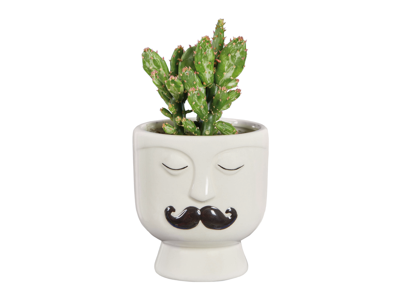 Succulente in vaso magnetico