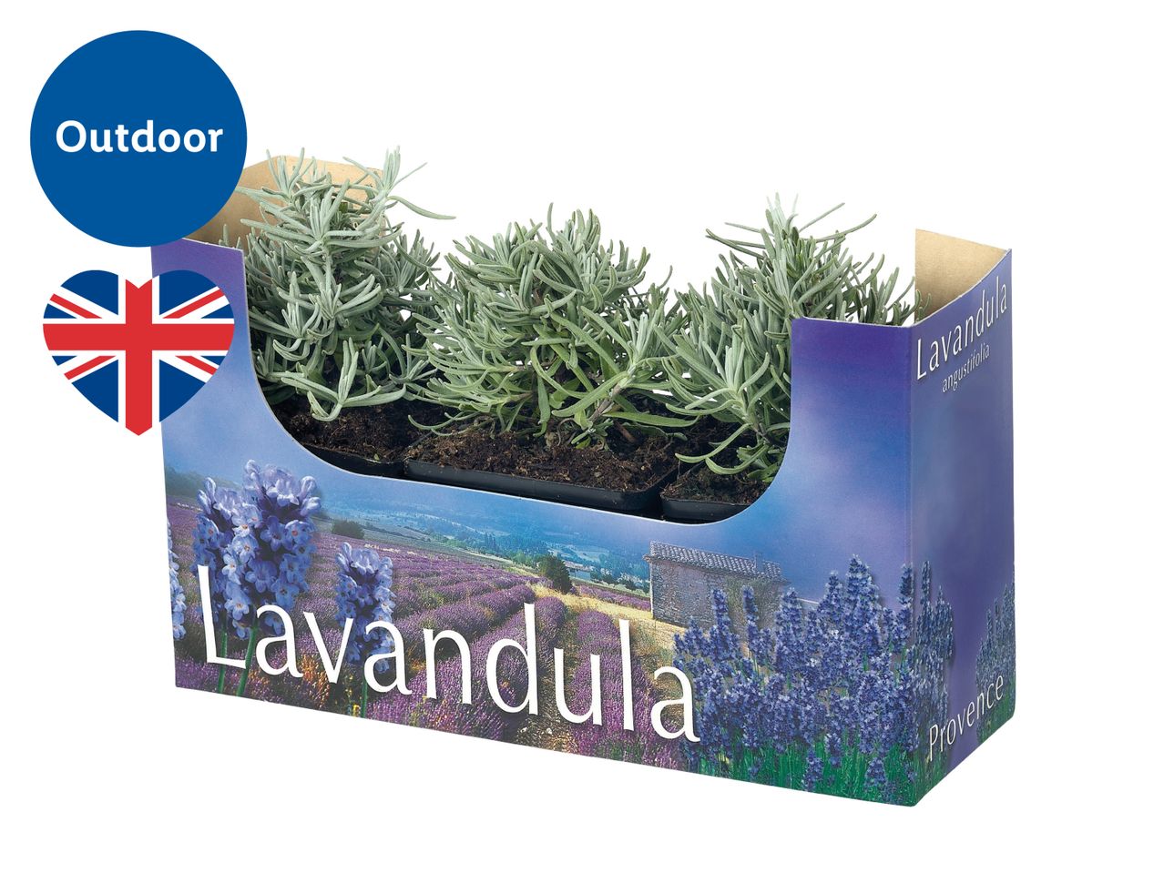 Lavender plants in a decorative box with a lavender field image, labeled 'Outdoor' and a UK flag.