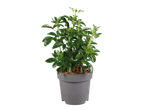 Potted plant: green shrubs in a gray pot.