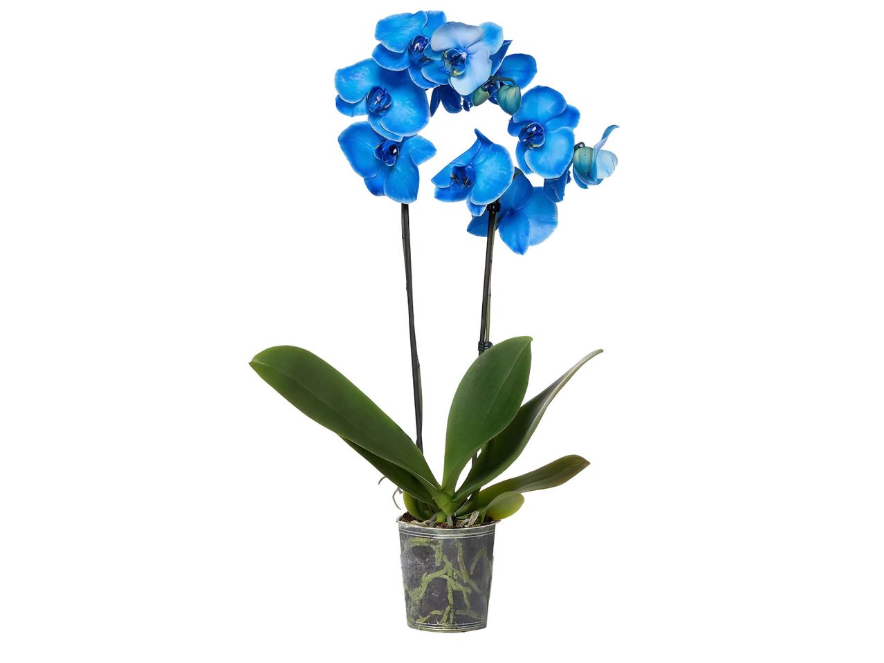 Orchidea blu in vaso trasparente con radici visibili.