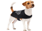 Jack Russell Terrier dog in a black Halloween costume with a skeleton.