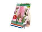 Holland Selection 'Mystic van Eijk' tulip bulb packaging.